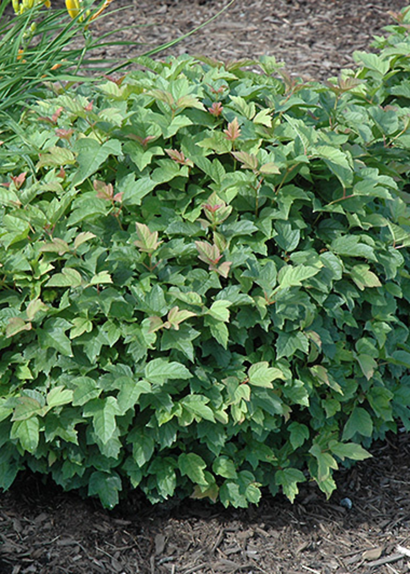 ct - Container Dwarf European Cranberrybush