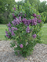 ct - Container Yankee Doodle Lilac-Purple