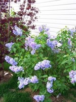 ct - Container Wonderblue Lilac-blue