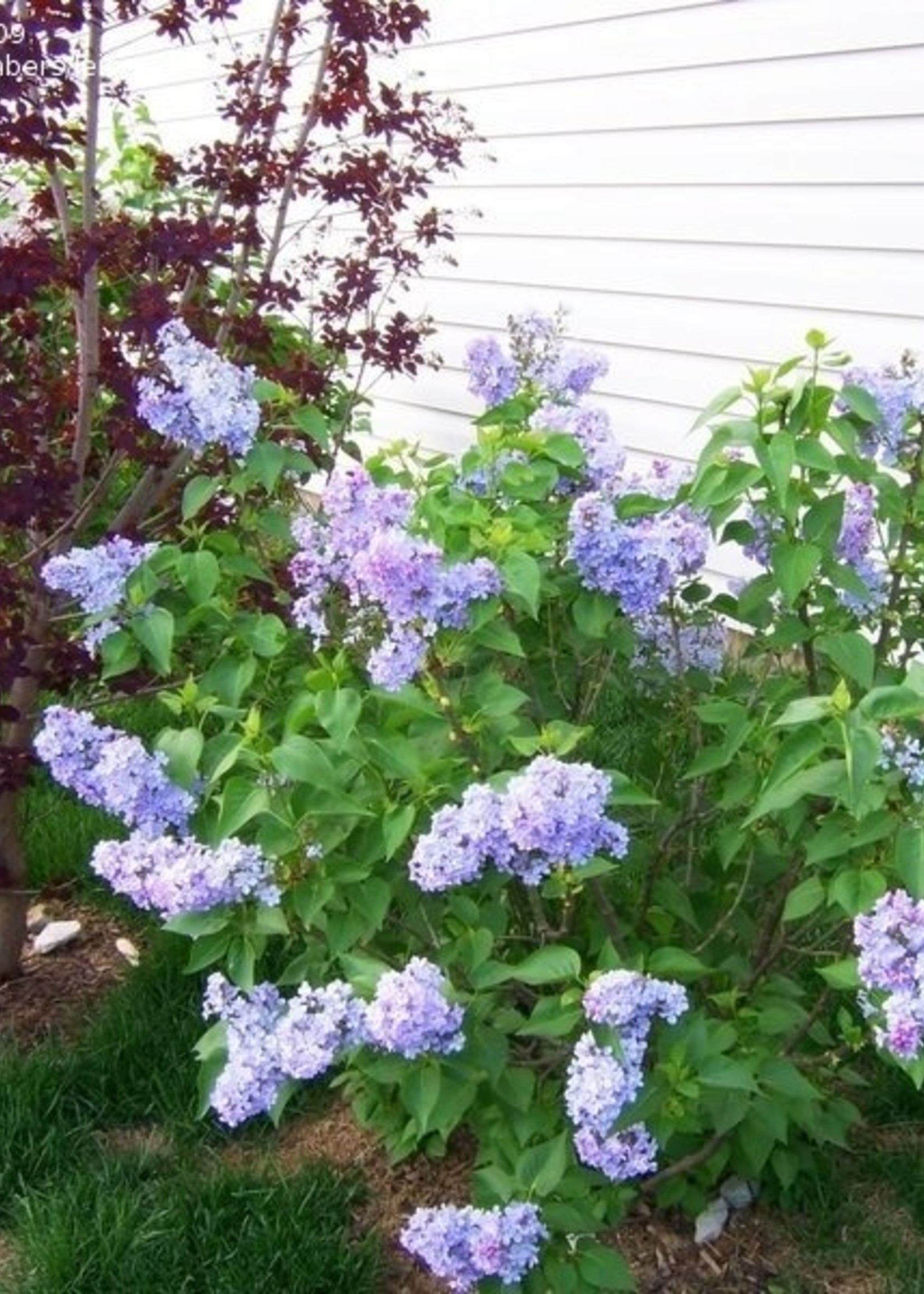 ct - Container Wonderblue Lilac-blue