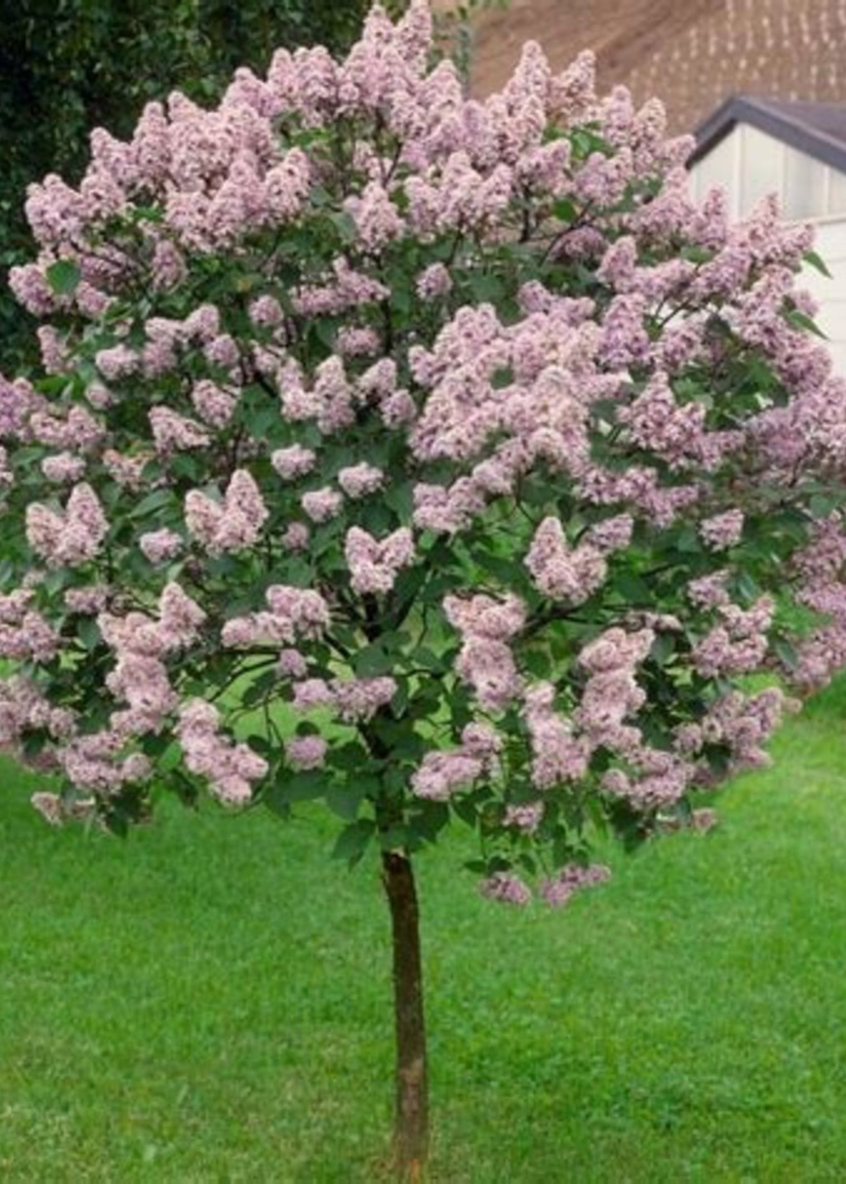 ct - Container Miss Kim Lilac - Tree form