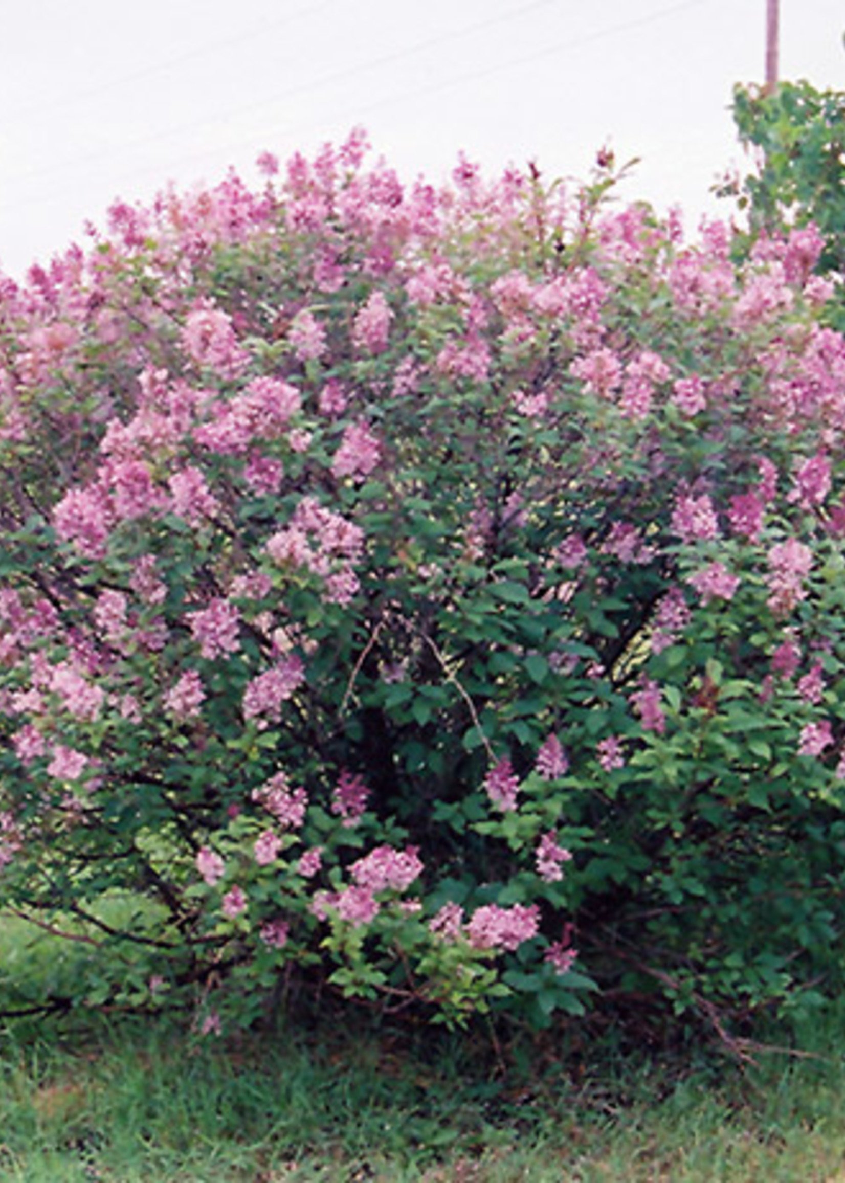 ct - Container Miss Canada Lilac-pink