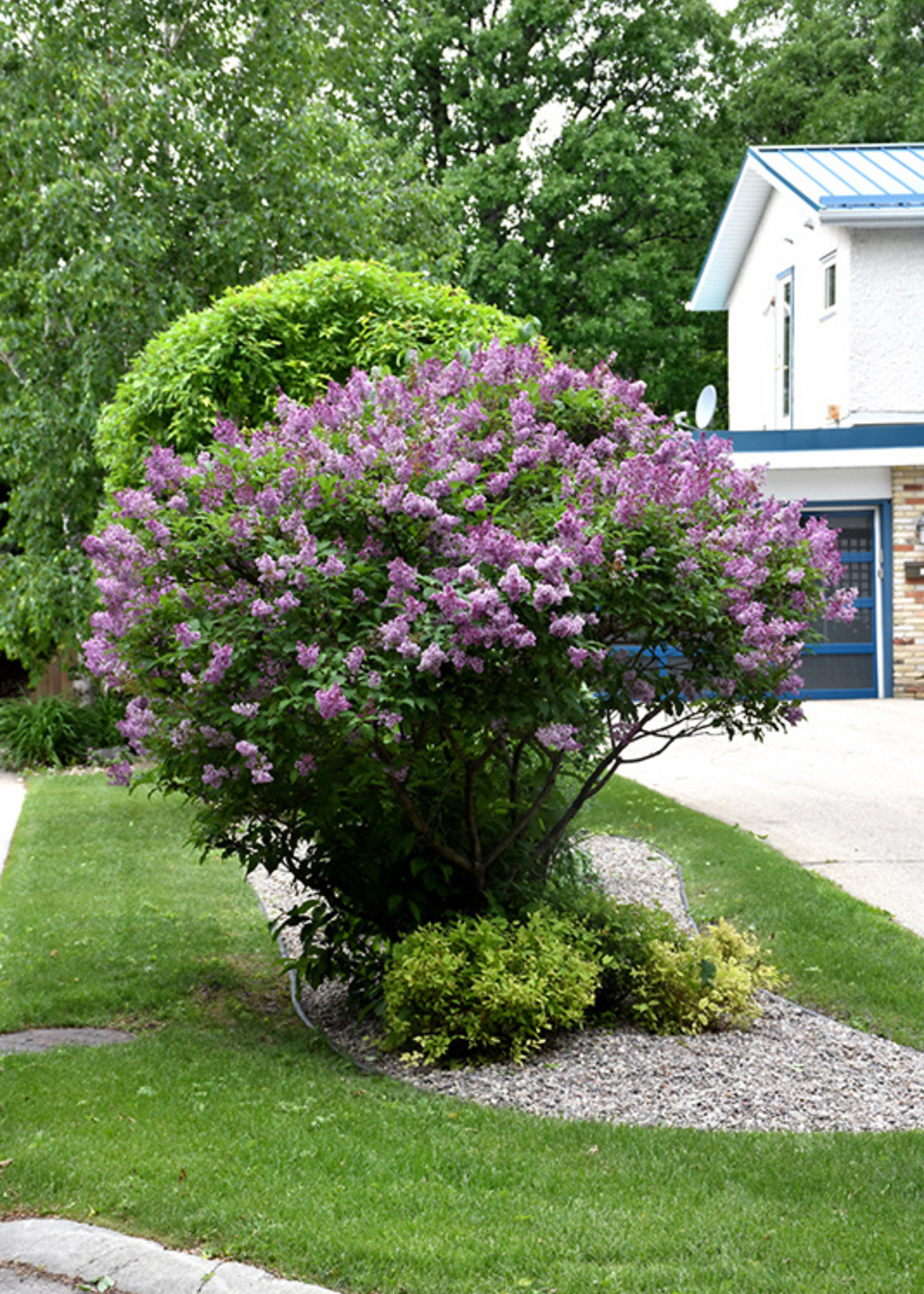 ct - Container Donald Whman Lilac-red purple