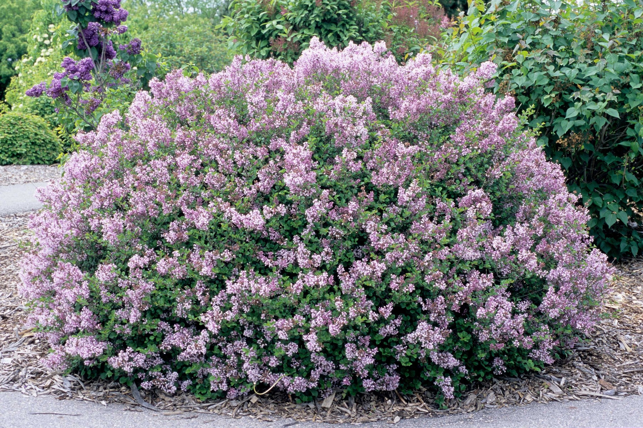 Dwf Korean Lilac - ct #2 - TC Nursery