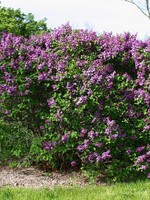 ct - Container Common Purple Lilac