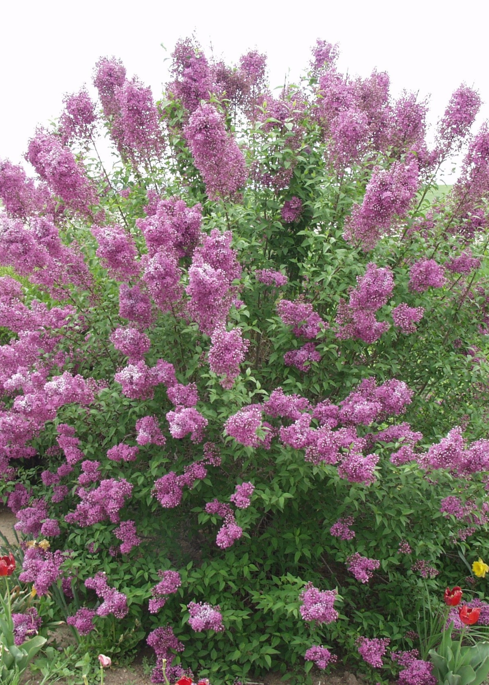 ct - Container Chinese Lilac