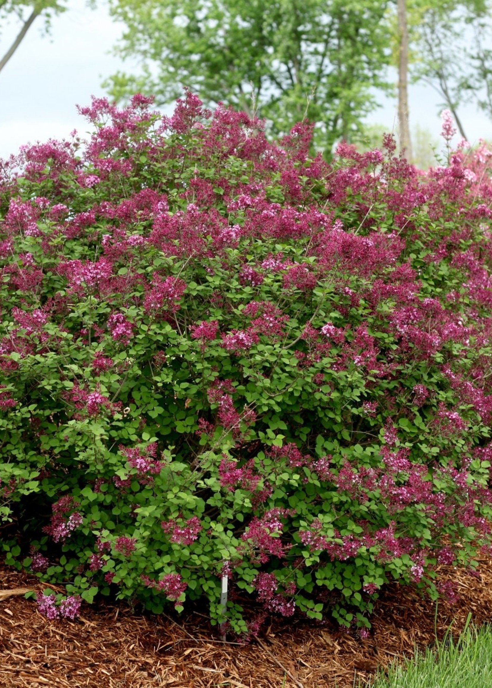 ct - Container Bloomerang Lilac