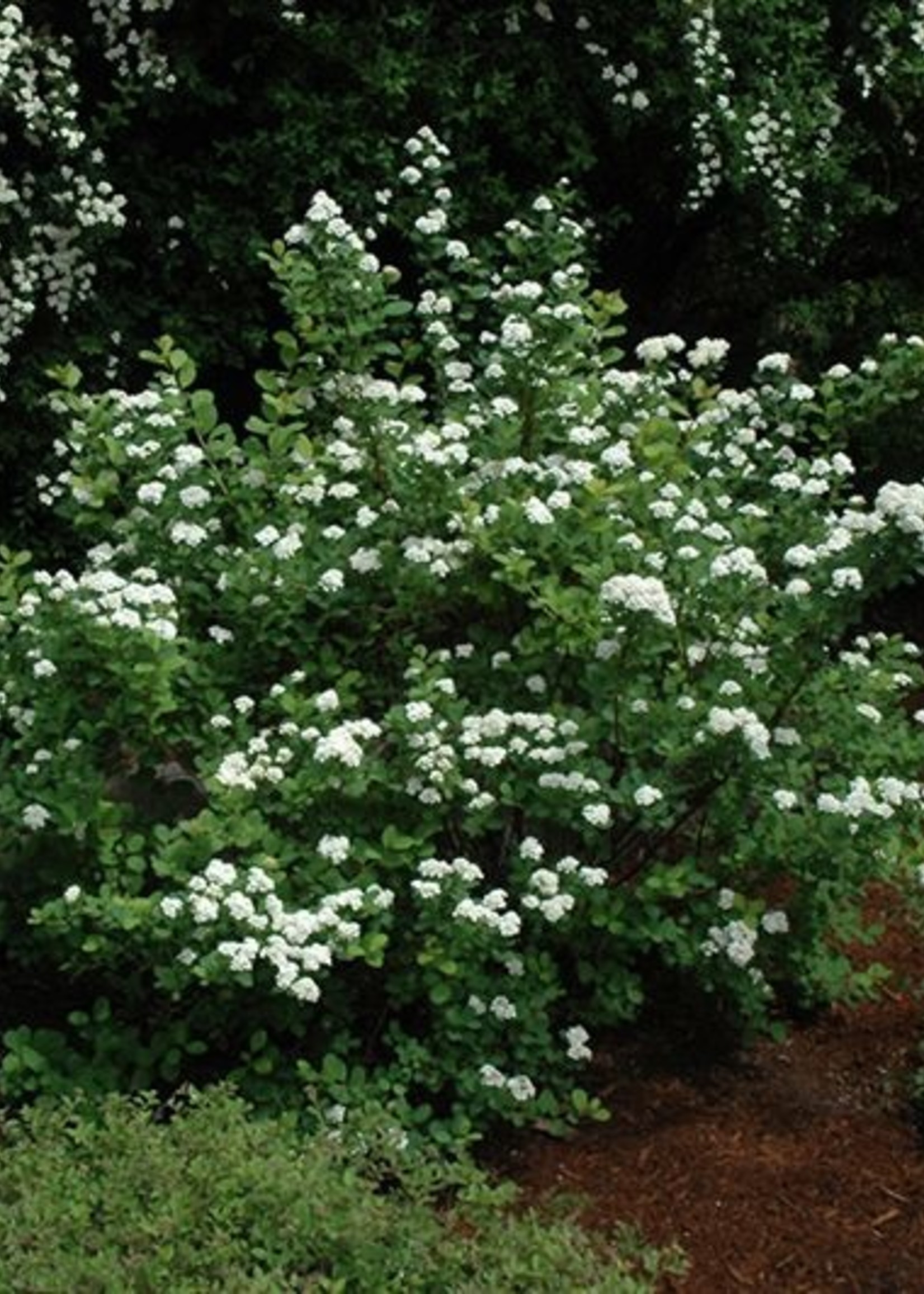 ct - Container Tor Birchleaf Spirea