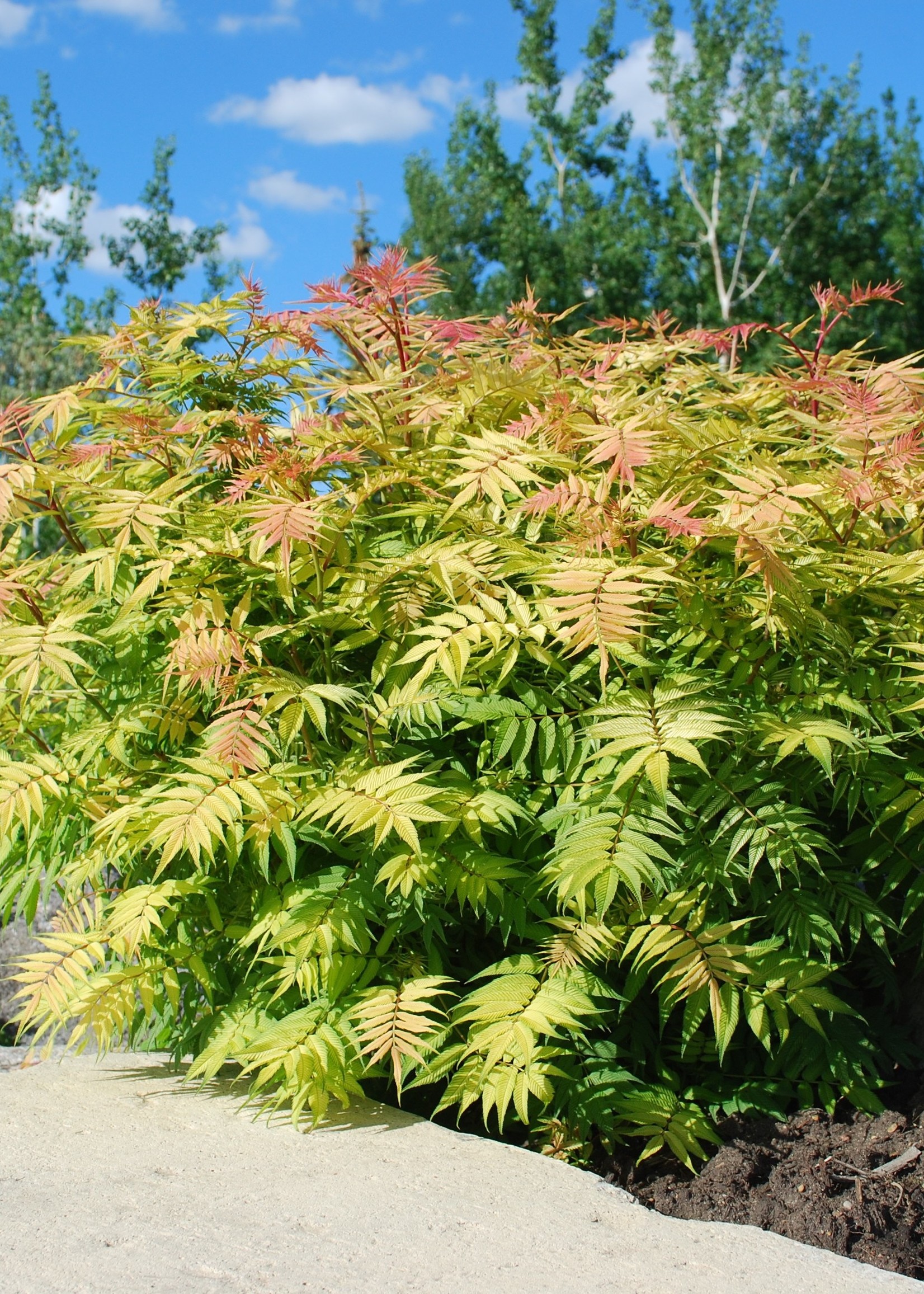 ct - Container Sem False Spirea