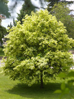 ct - Container Variegated Maple