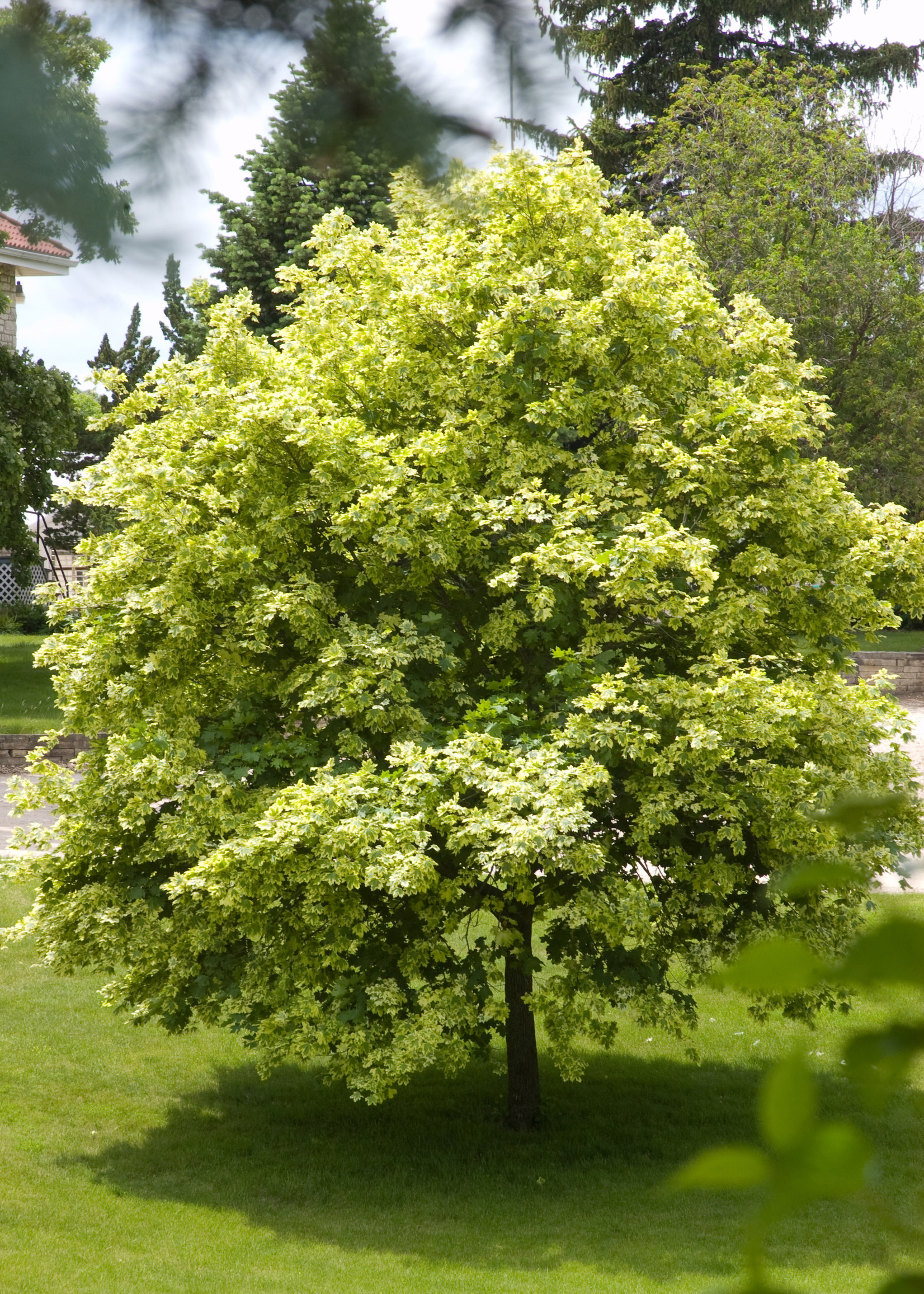 ct - Container Variegated Maple