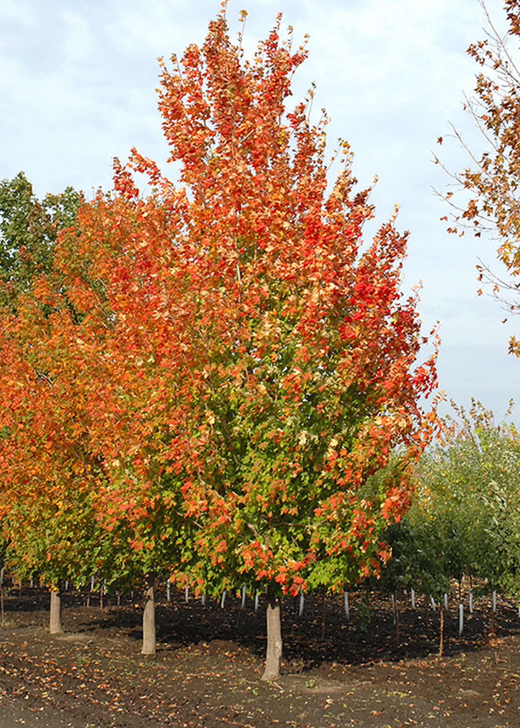 ct - Container Inferno Sugar Maple