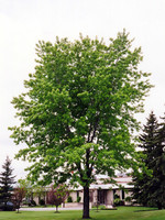 ct - Container Silver Maple