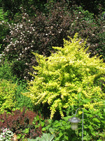 ct - Container Golden Carousel Barberry