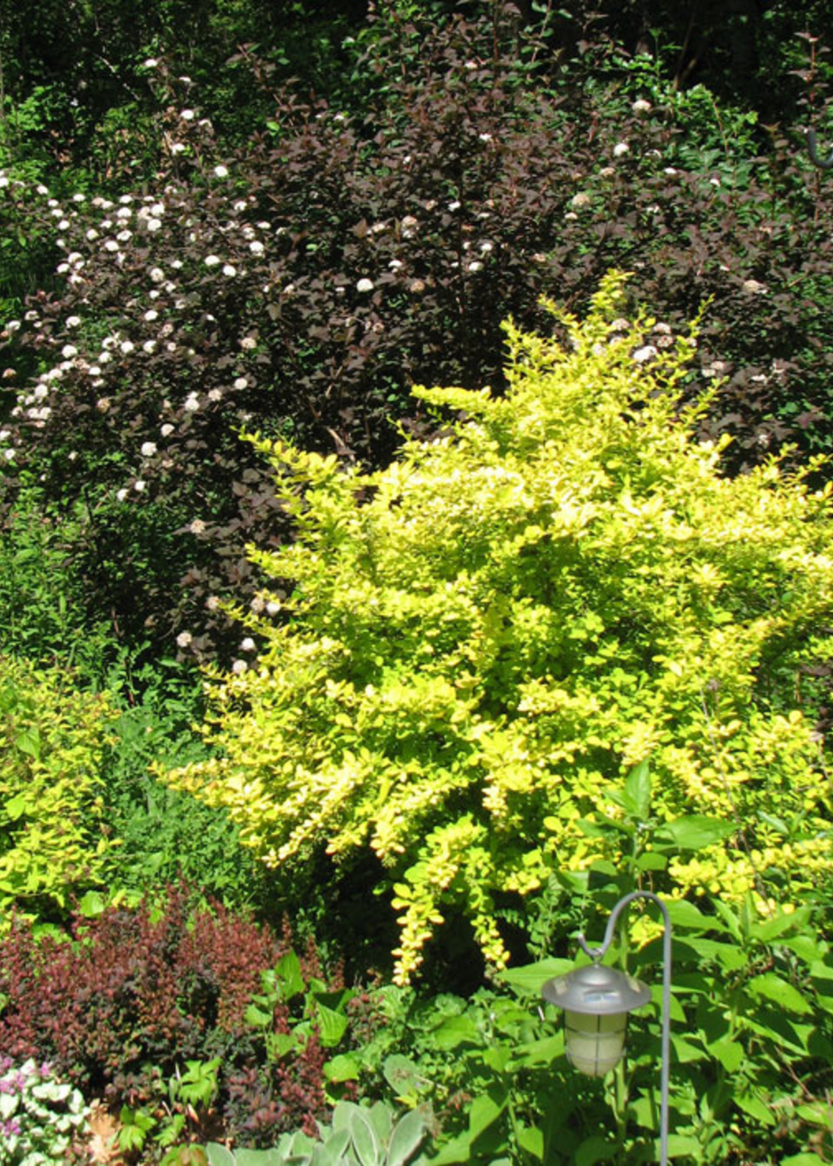 ct - Container Golden Carousel Barberry