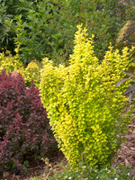 ct - Container Golden Torch Barberry