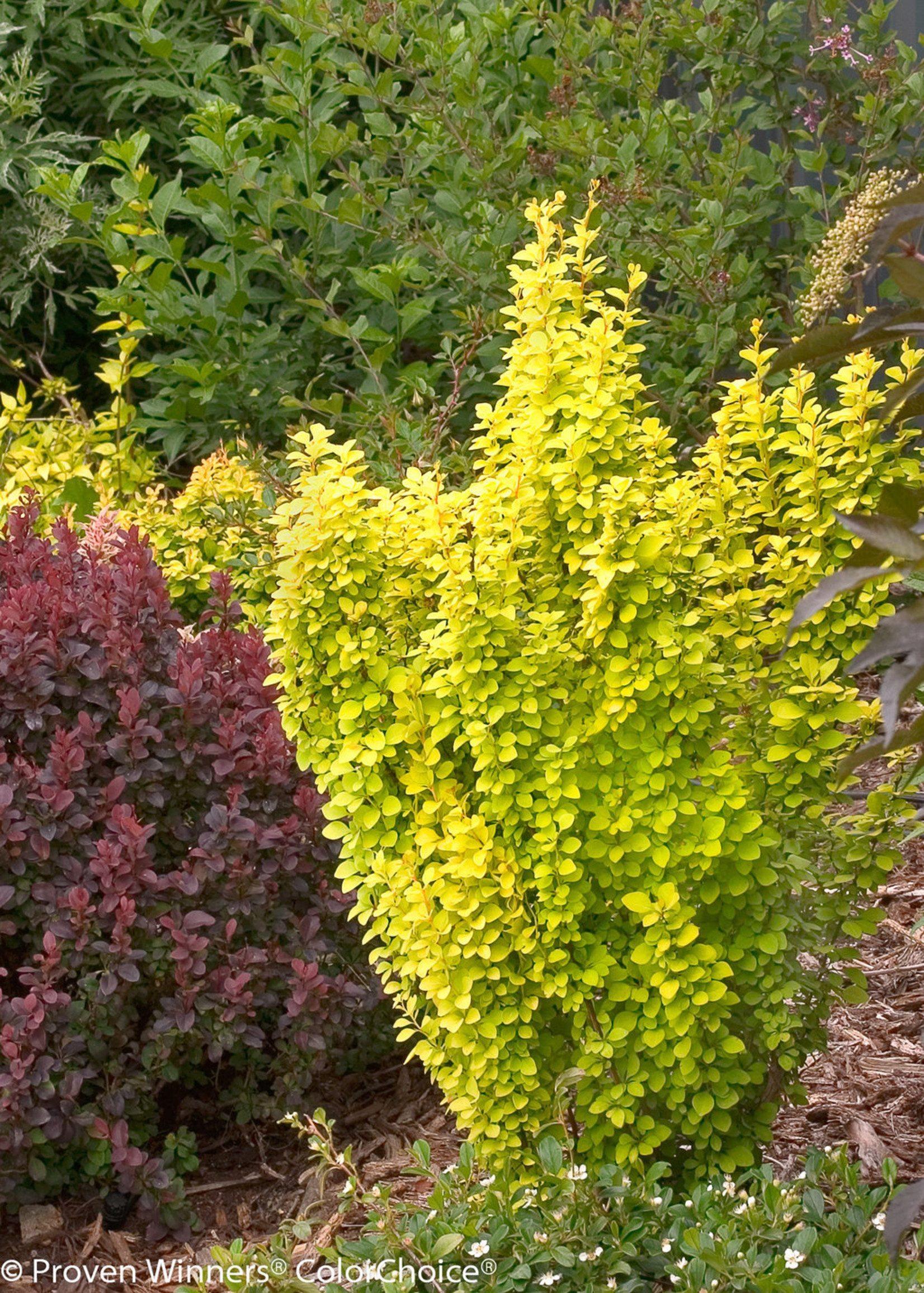 ct - Container Golden Torch Barberry