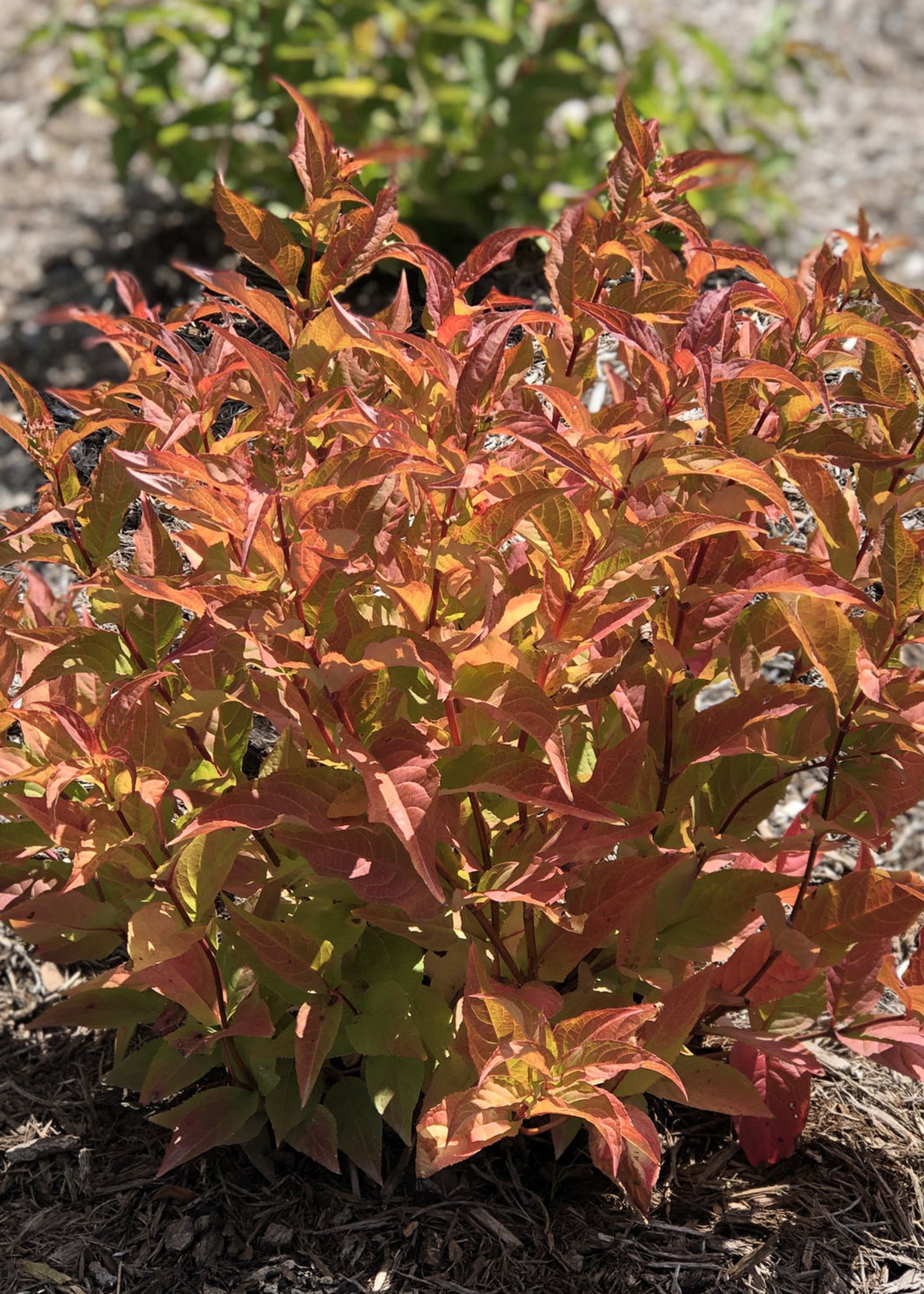 orange honeysuckle tree