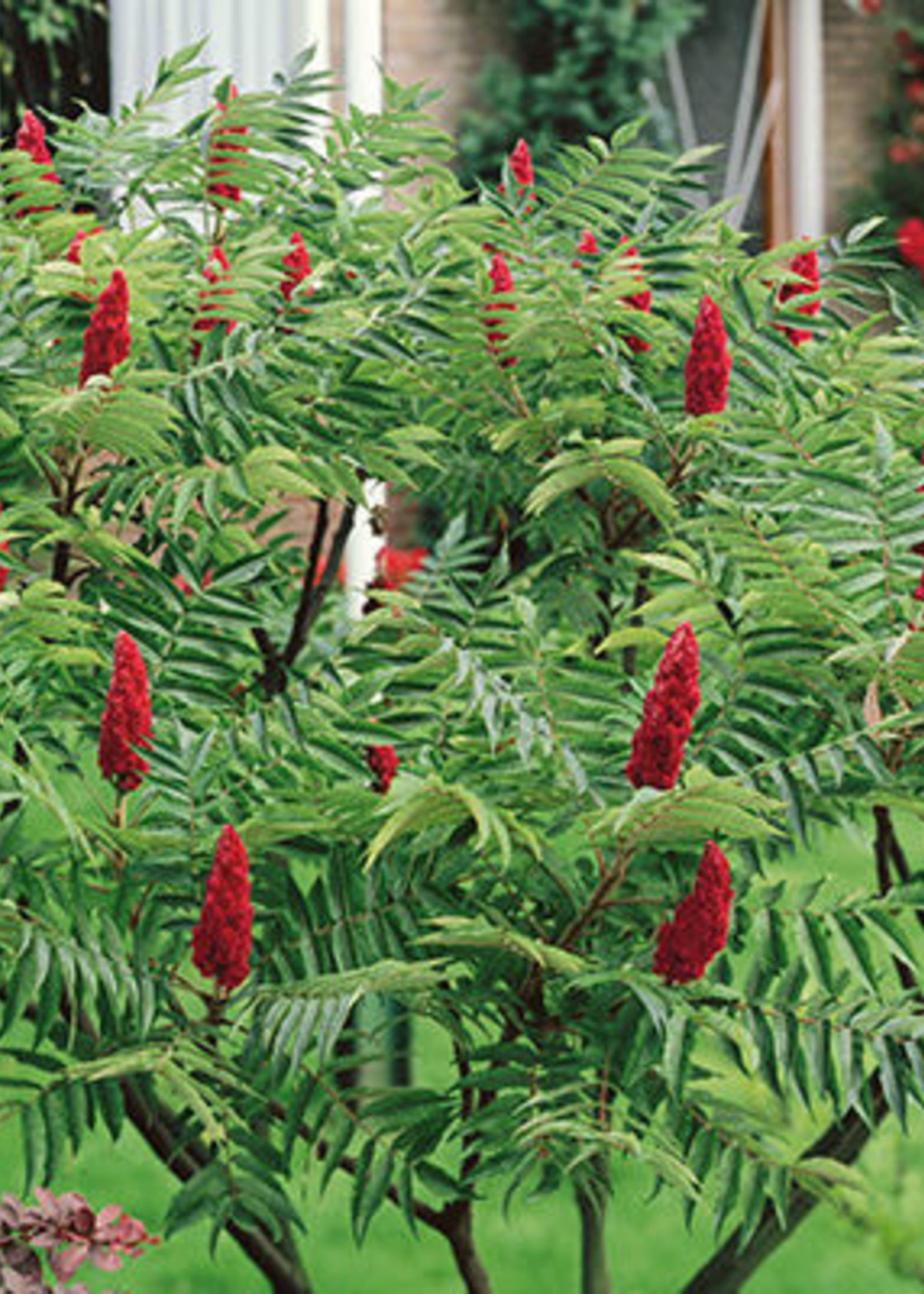 ct - Container Staghorn Sumac