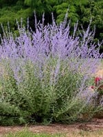 ct - Container RUSSIAN SAGE