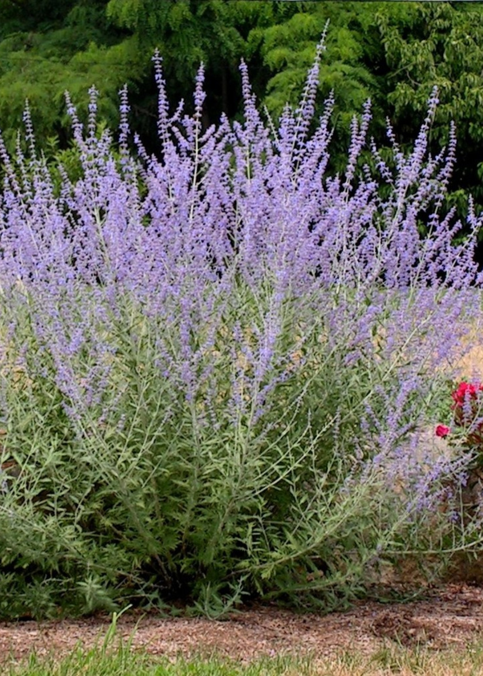 ct - Container RUSSIAN SAGE