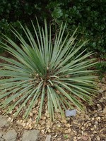 ct - Container Yucca