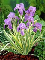 ct - Container Iris Variegata