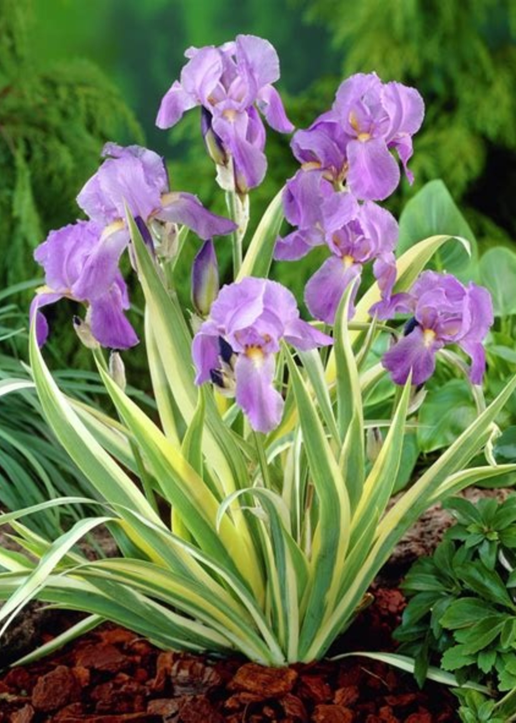 ct - Container Iris Variegata