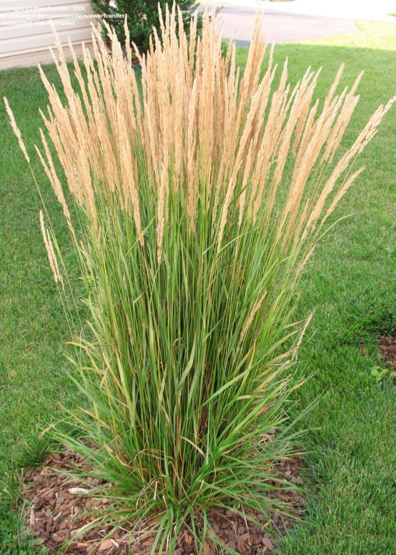 ct - Container Feather Reed 'Karl Foerster' Grass