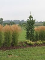 ct - Container Feather Reed 'Karl Foerster' Grass