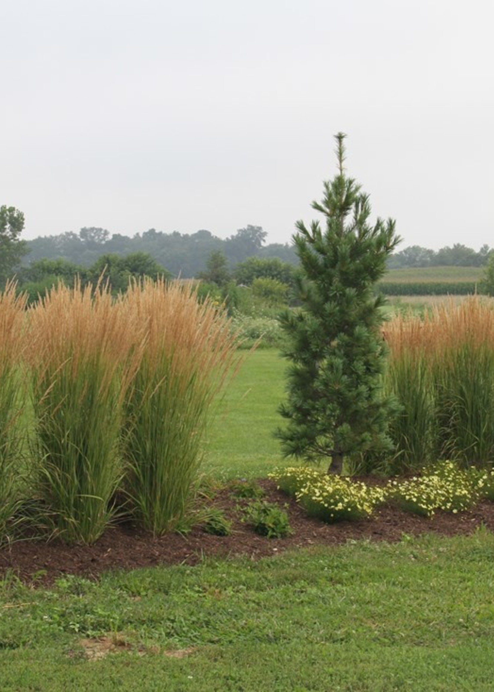 ct - Container Feather Reed 'Karl Foerster' Grass