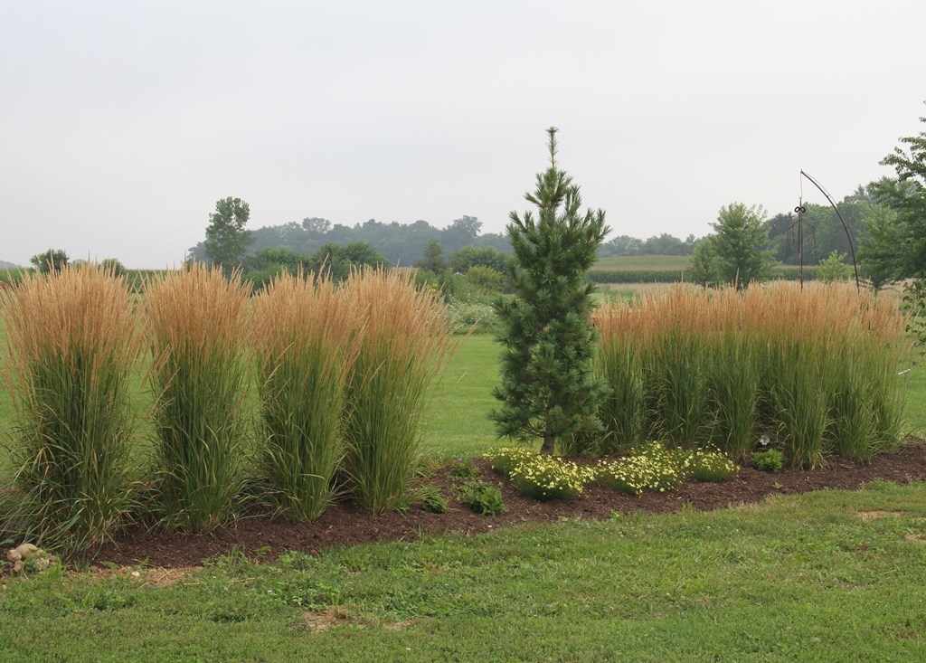 Feather Reed 'Karl Foerster' ct 1 TC Nursery