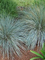 ct - Container Blue Oat Grass