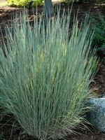 ct - Container Little Bluestem Grass