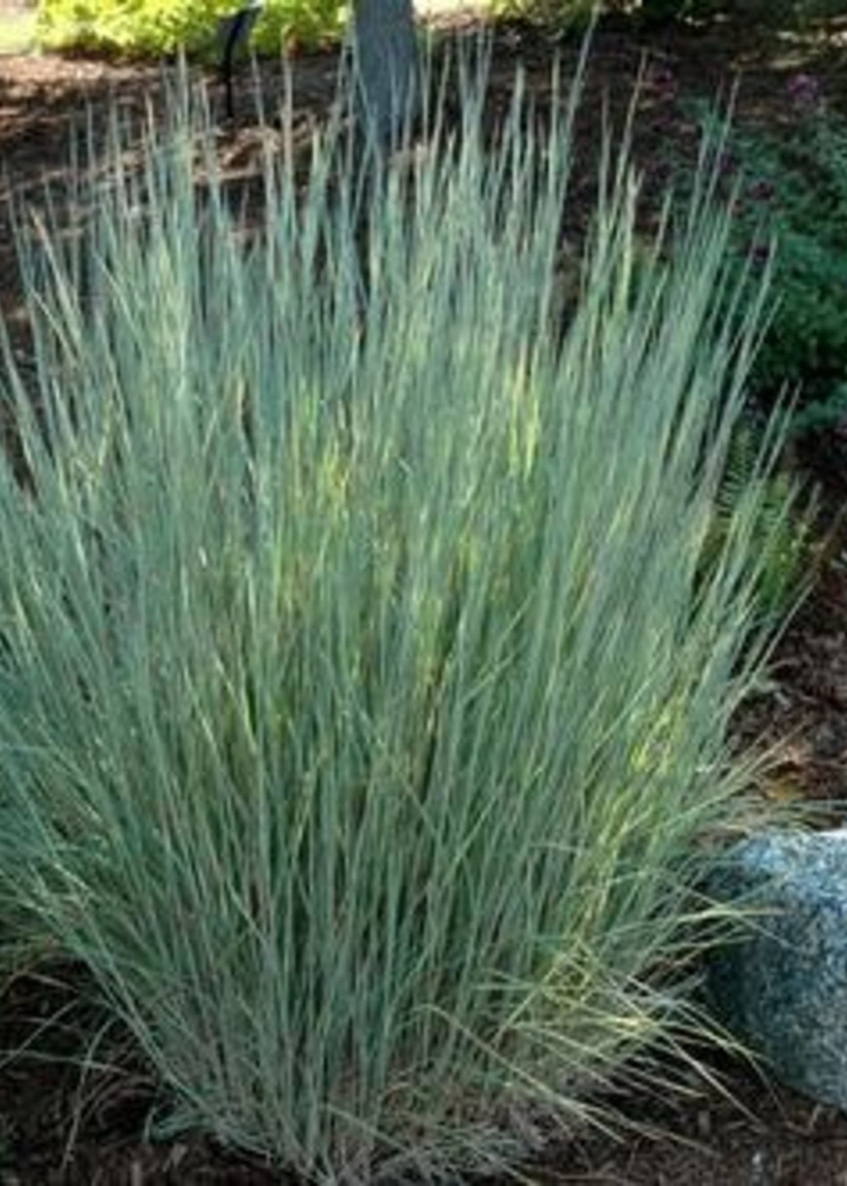 ct - Container Little Bluestem Grass