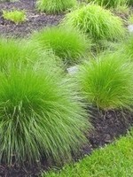 ct - Container Prairie Dropseed Grass