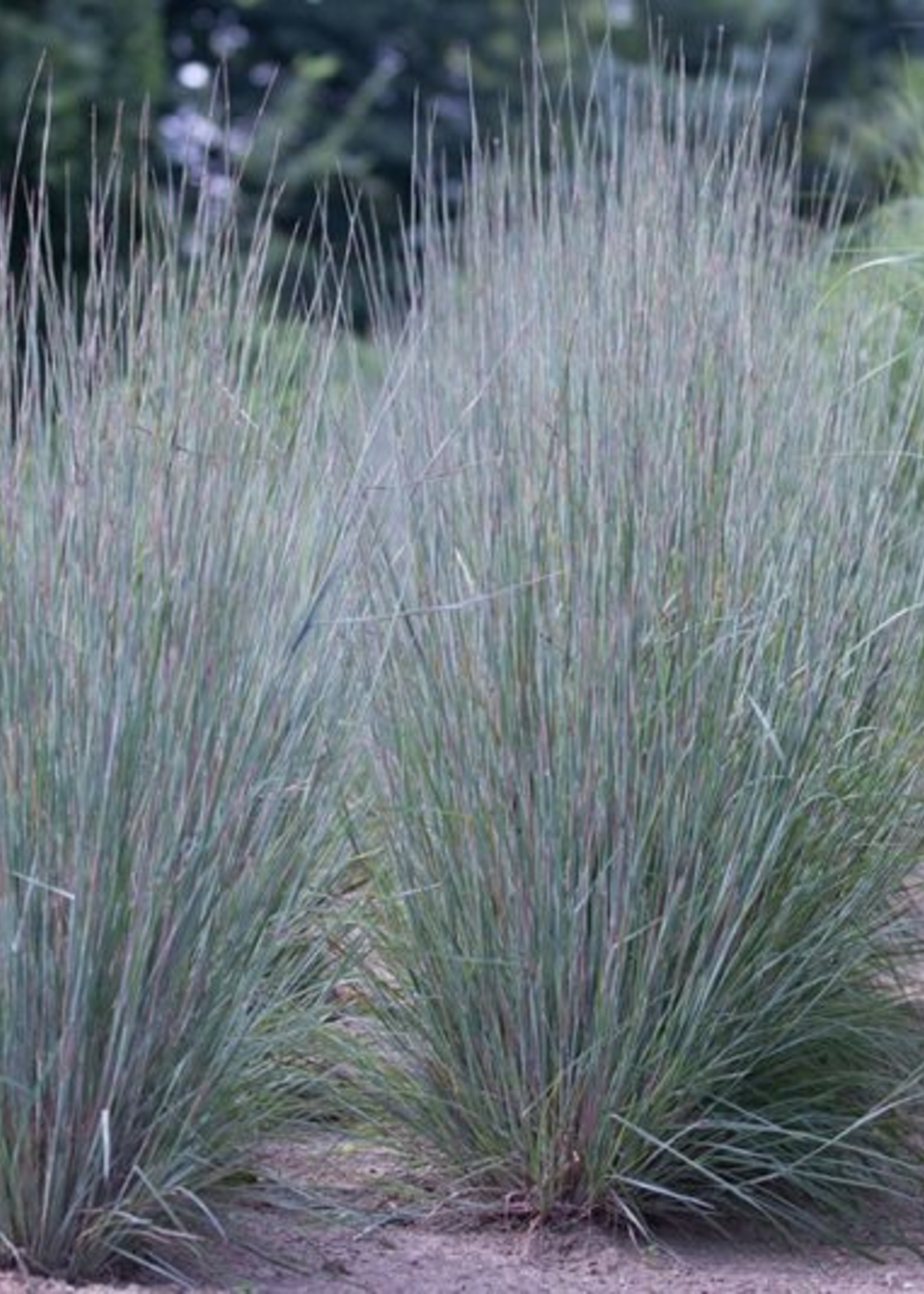 ct - Container Blue Heaven Grass