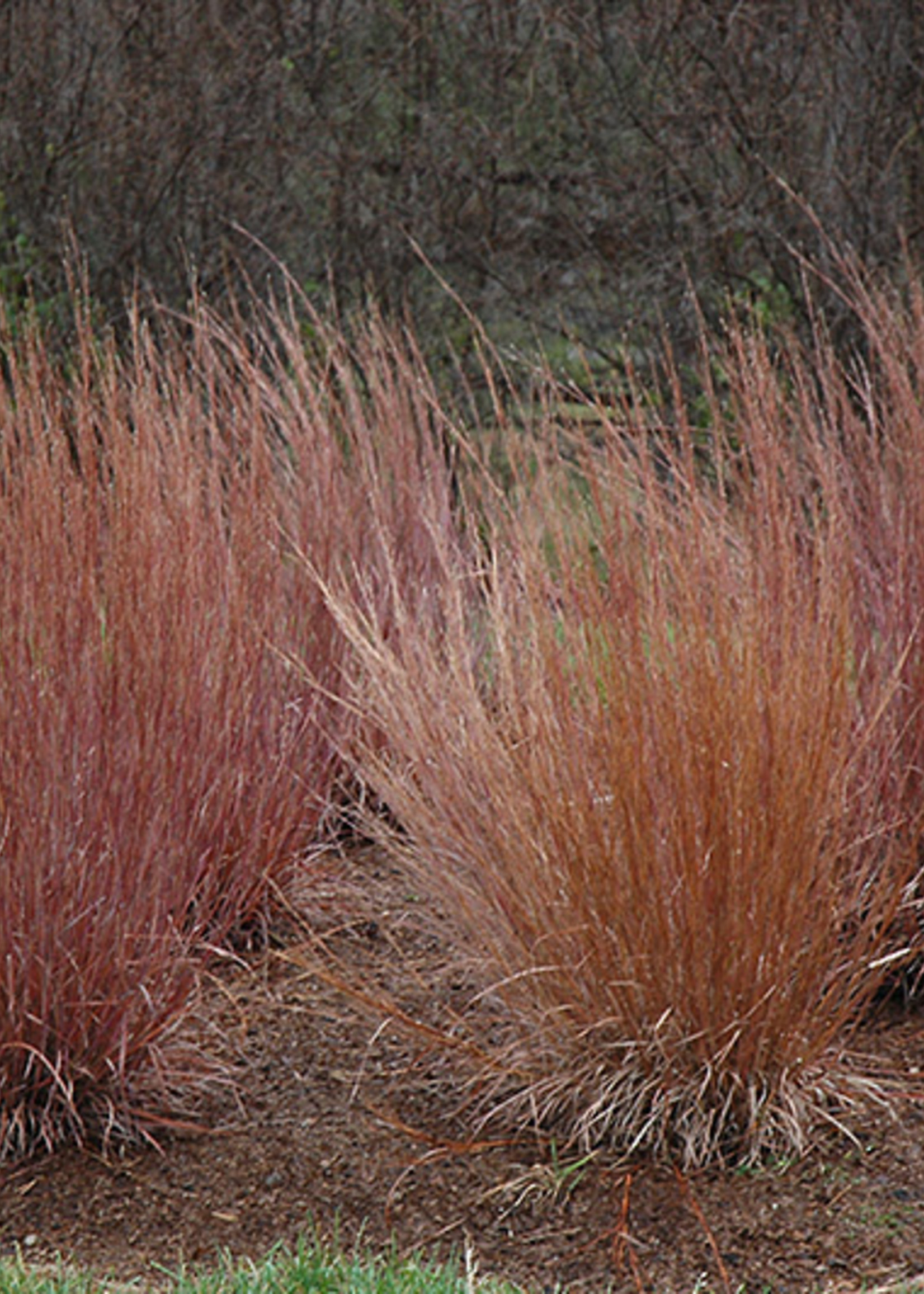 ct - Container Blue Heaven Grass