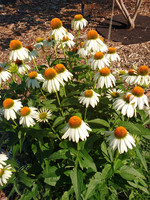 ct - Container White Swan Coneflower