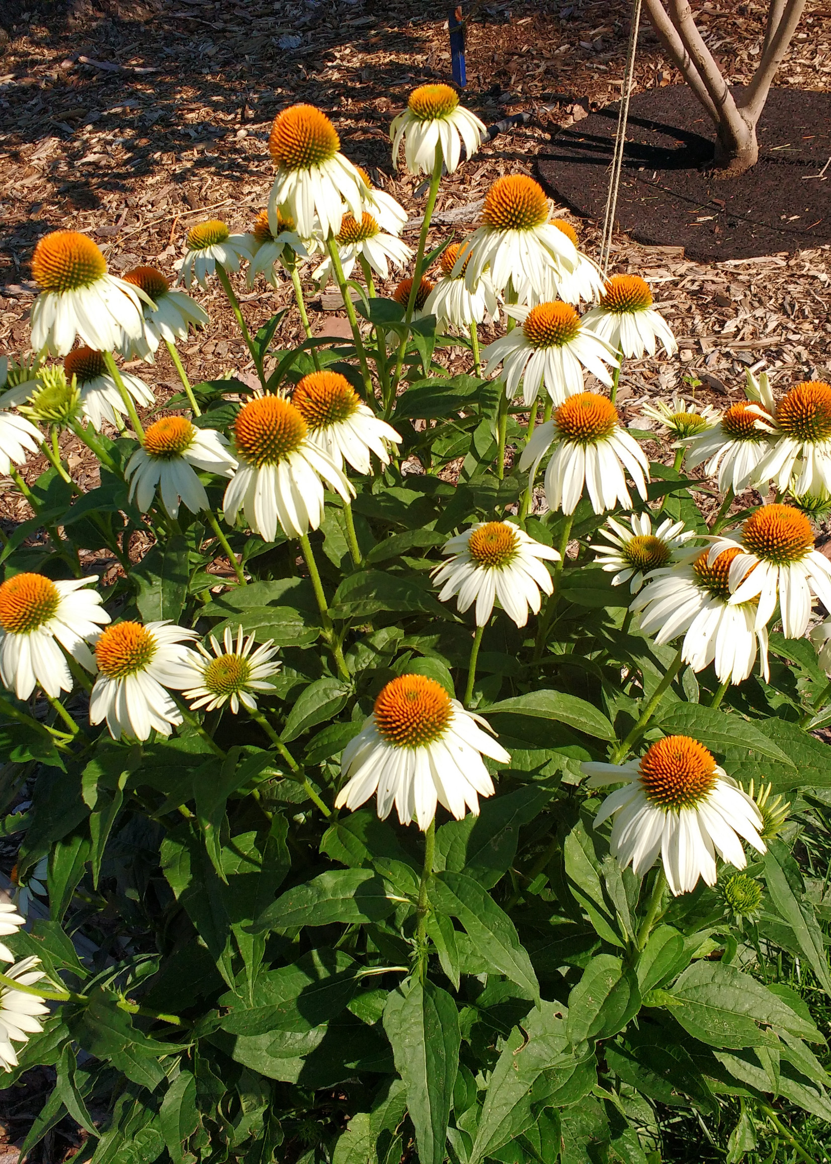 ct - Container White Swan Coneflower