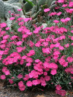 ct - Container Vivid Bright Light Dianthus