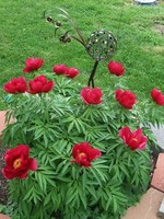 ct - Container Early Scout Fernleaf Peony-red
