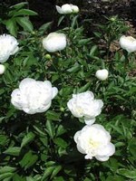 ct - Container Shirley Temple Peony-white