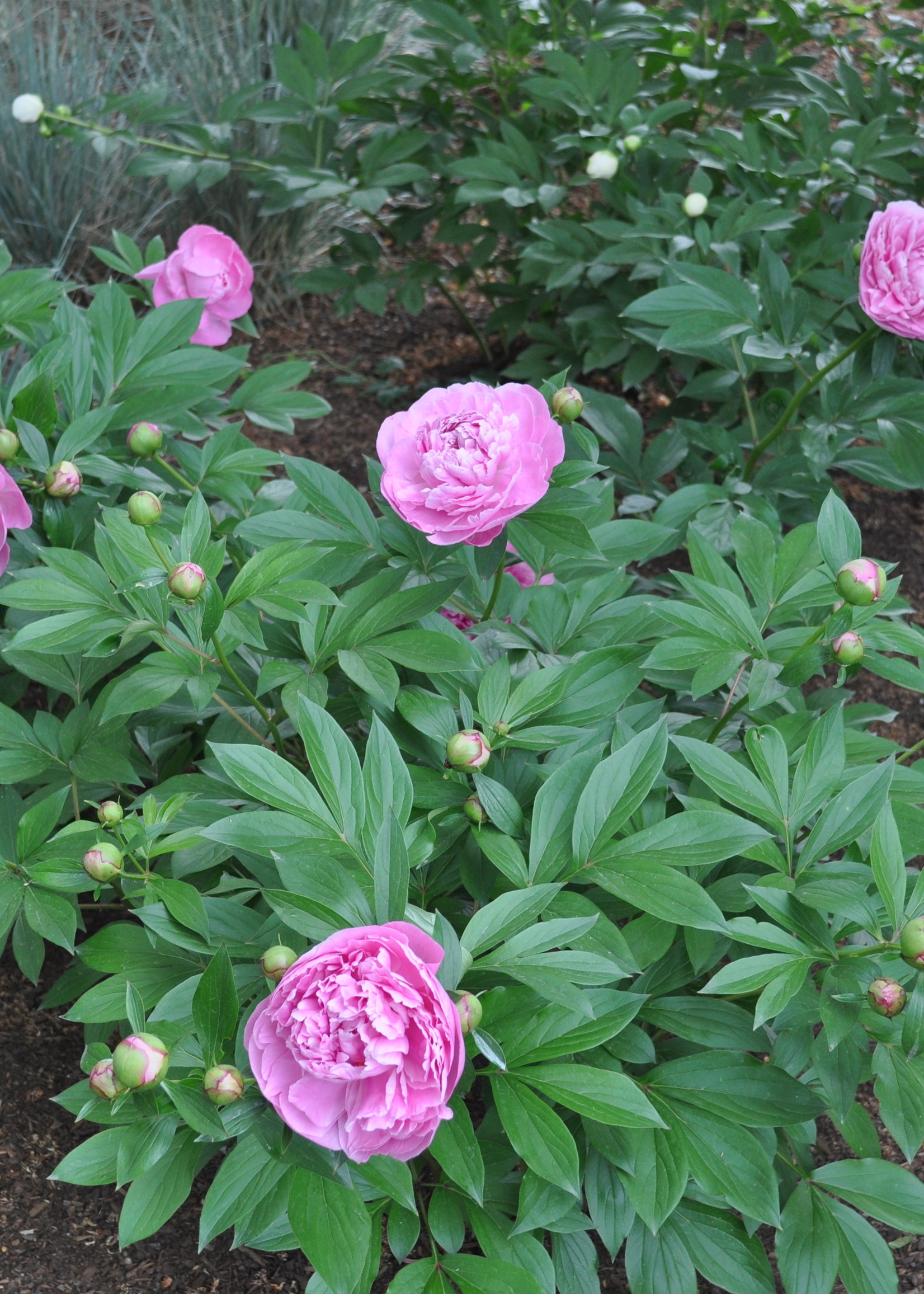 ct - Container Sarah Bernhardt Peony-pink