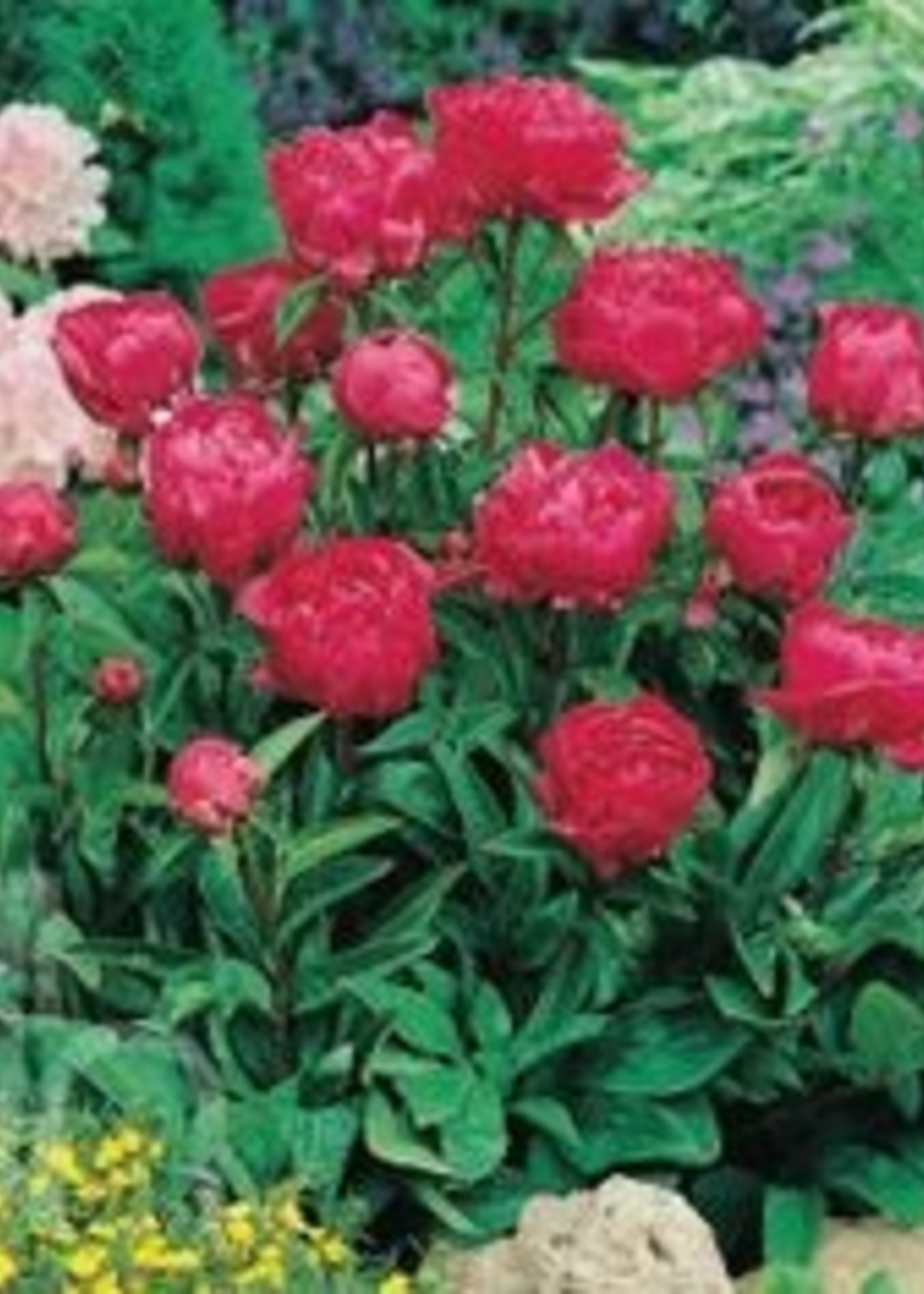 ct - Container Felix Supreme Peony-red