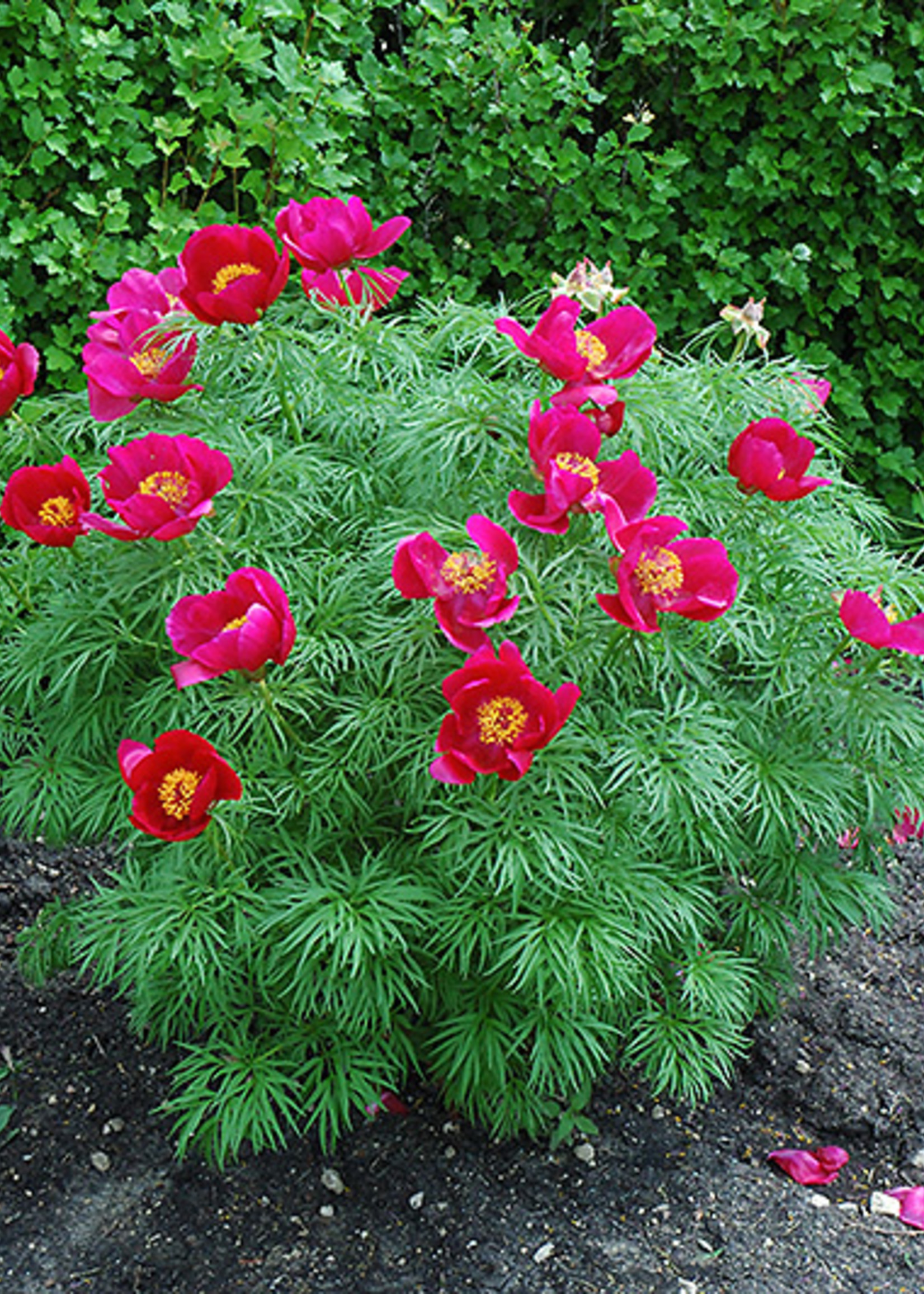 ct - Container Fern-Leaf Peony
