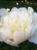 ct - Container Charlie's White Peony