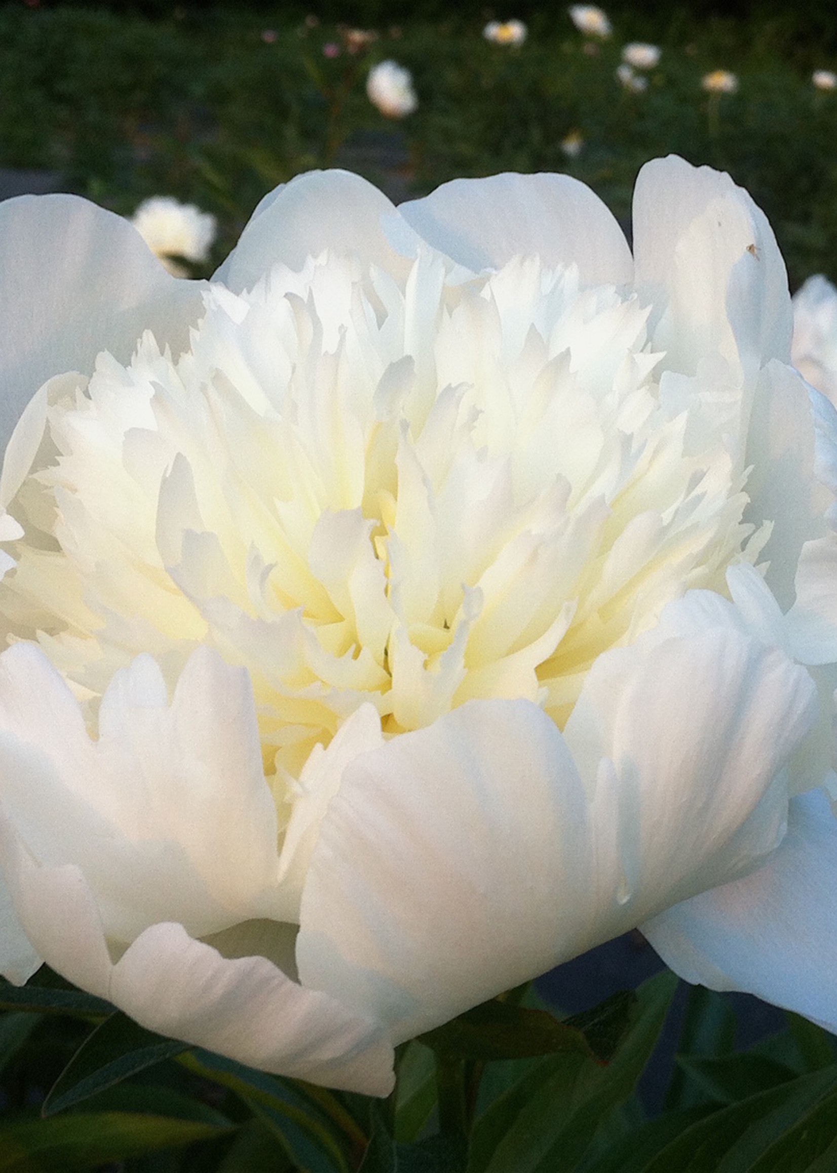 ct - Container Charlie's White Peony