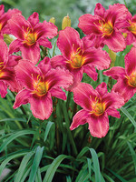 ct - Container Grape Magic Daylily