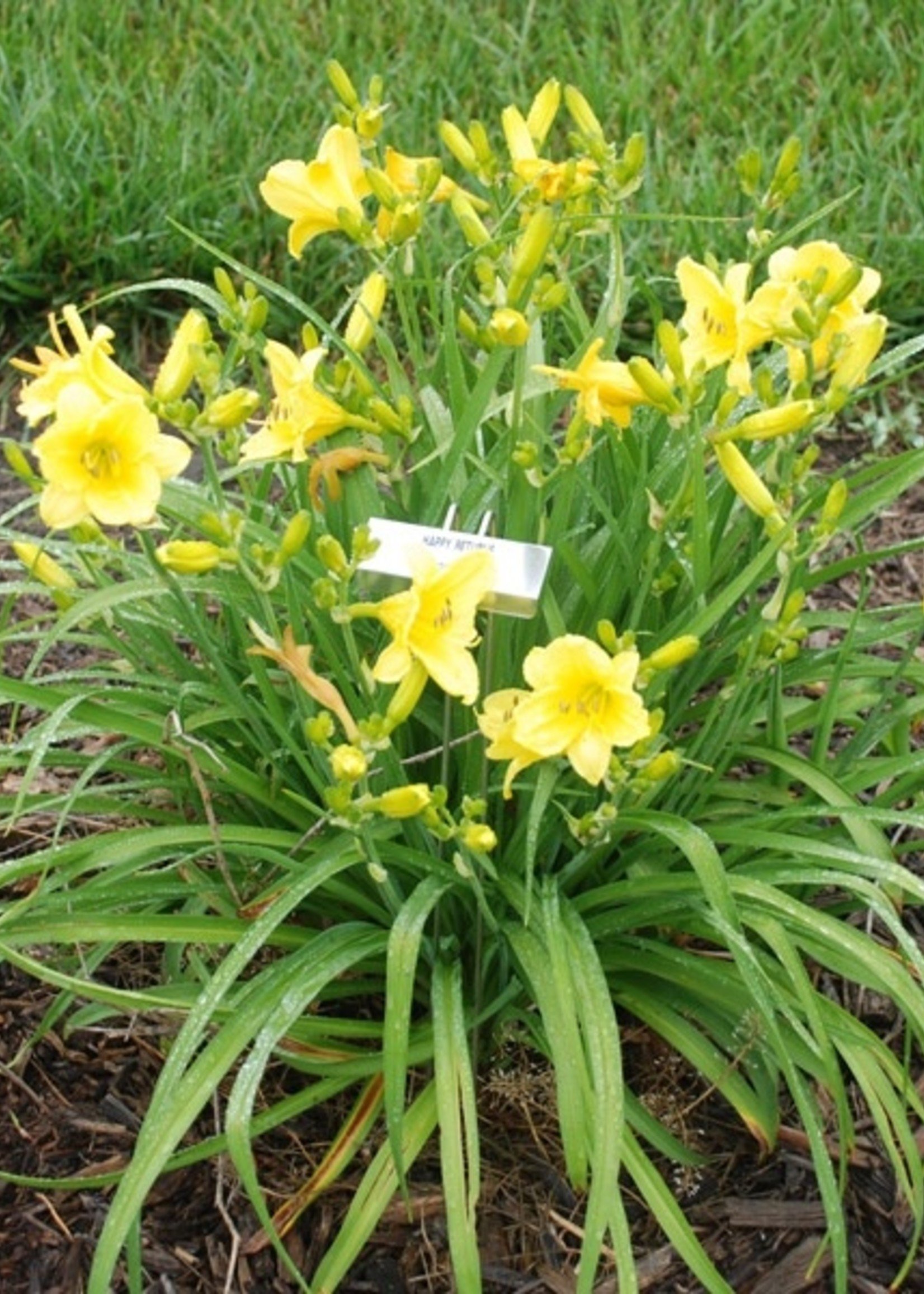 ct - Container Happy Returns Daylily